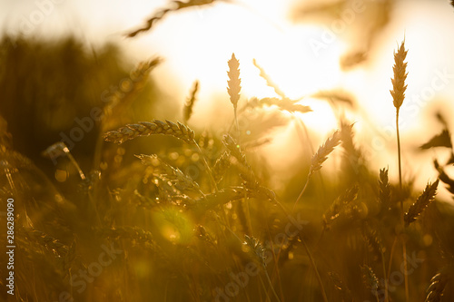 ears of wheat against the sun