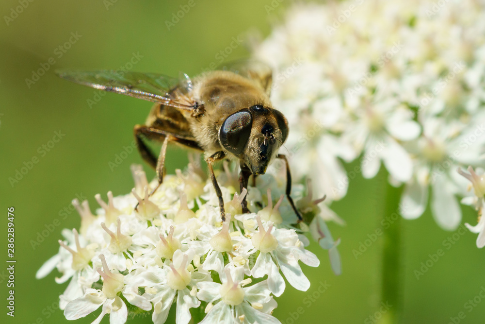 Narcissus Bulb fly (Merodon equestris) in the UK Narcissus Bulb fly (Merodon equestris) in the UK