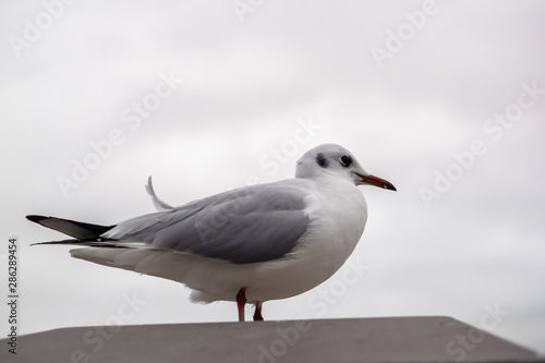 A seagull is sitting on the wall