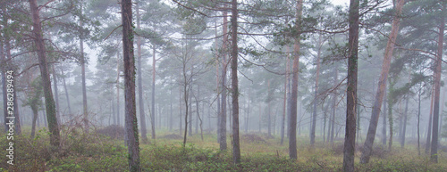bosque en la niebla primaveral