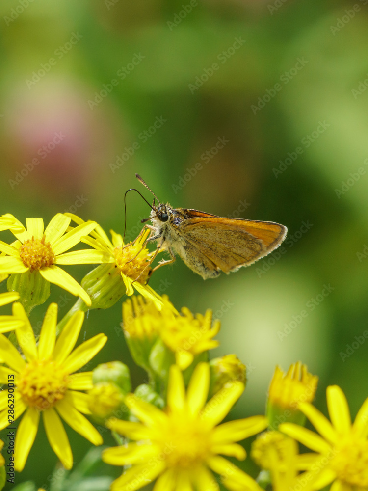 Lulworth Skipper (Thymelicus acteon), taken in the UK Lulworth Skipper (Thymelicus acteon), taken in the UK