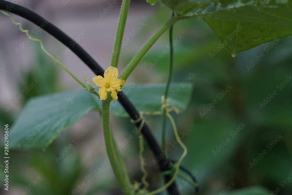 A vegetable tree growth follow a cable and have yellow flower bloom. A vegetable tree growth follow a cable and have yellow flower bloom.