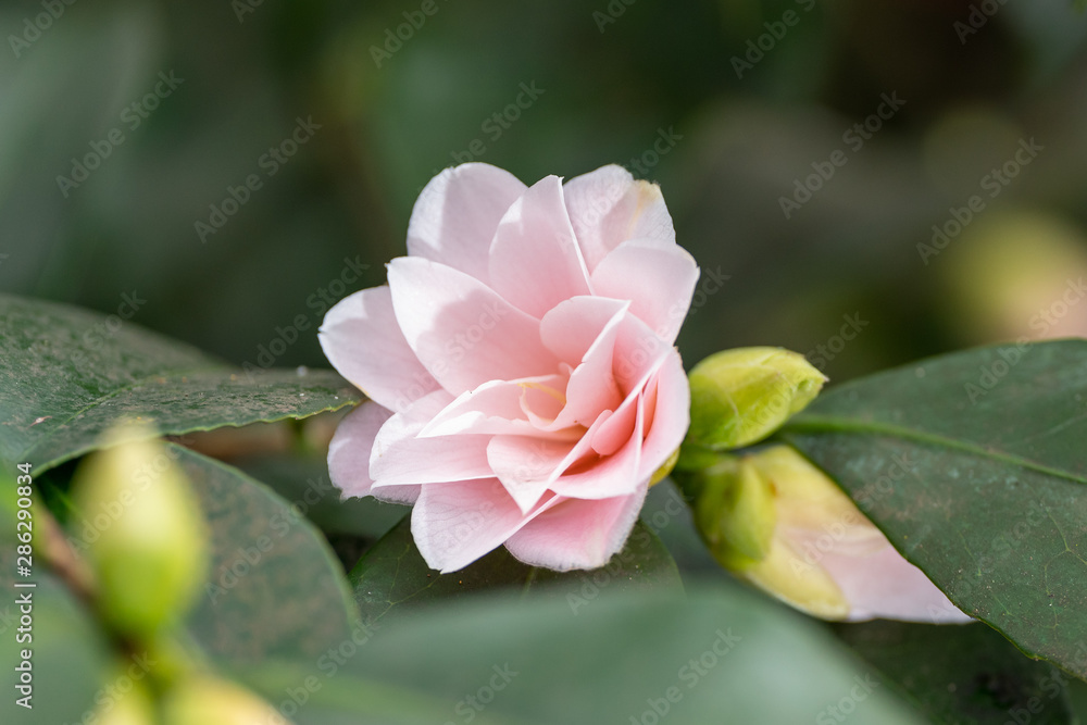 Fototapeta premium A soft pink camelia flower