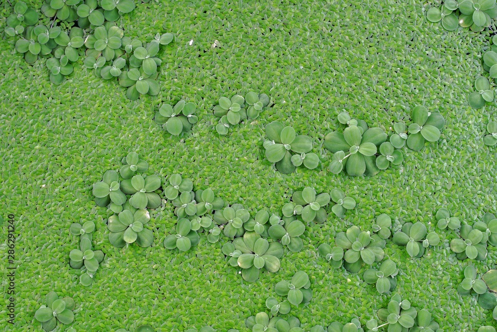 Close up beside angle view of intensive duckweed texture. Close up beside angle view of intensive duckweed texture.