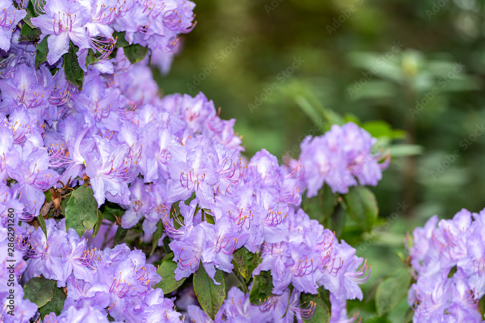 Obraz premium Rhododendrons flowers in blue color