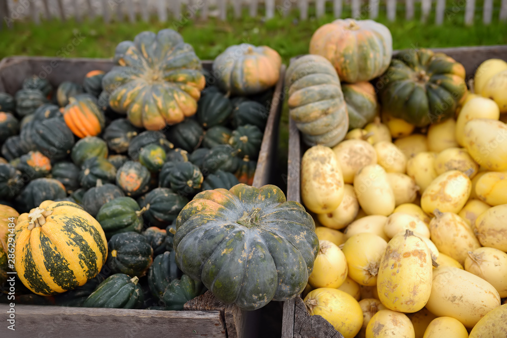 Various of fresh healthy bio pumpkins on farmer agricultural market at autumn.