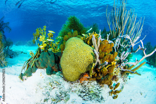 Reef scenery, Yellow tube sponge (Aplysina fistularis)coral Los roques - venezuela photo