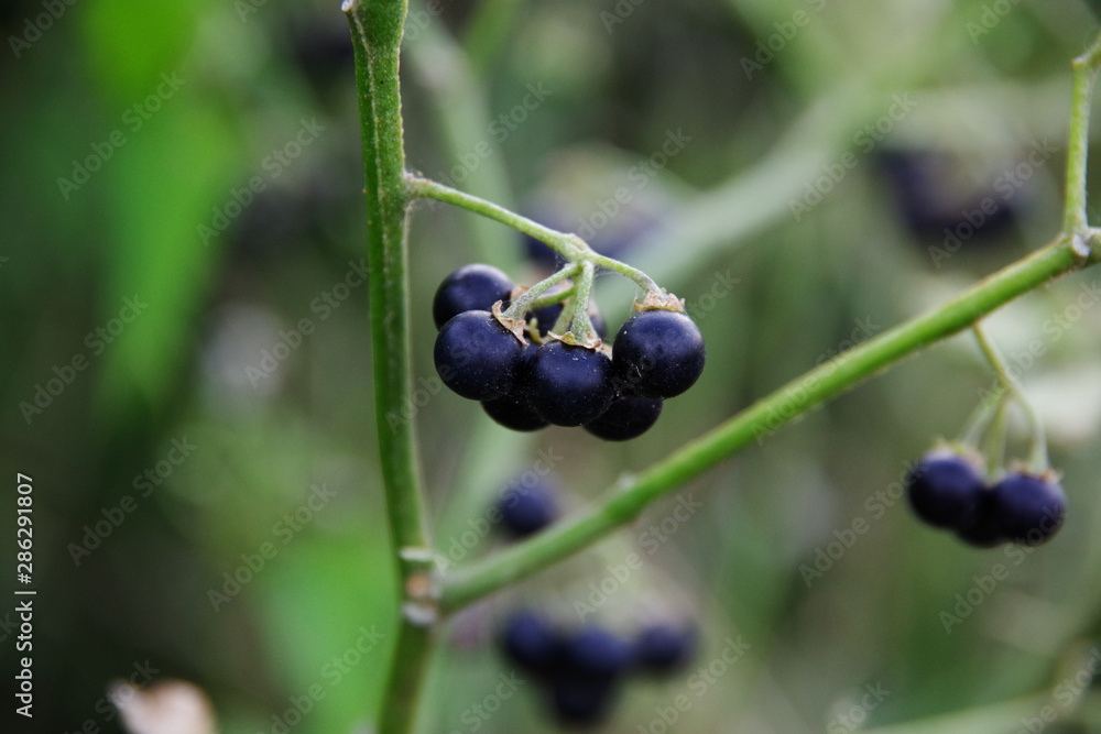 Blackcurrant Blackcurrant