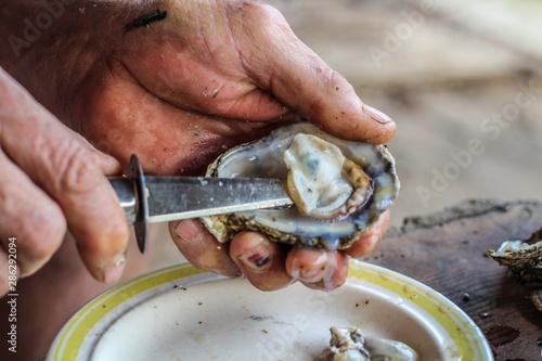 Selective Focus Closeup of a Man's Large Strong Hands using an Oyster Knife to Demonstrate how to Shuck a Rappahannock River Oyster photo