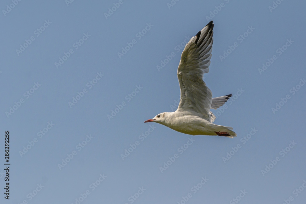 Fototapeta premium Eine fliegende Möwe