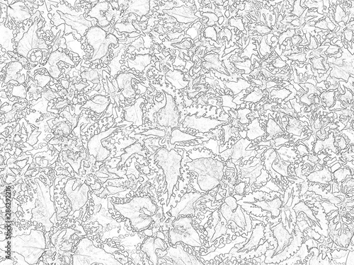  Abstract black and white floral background - Coleus