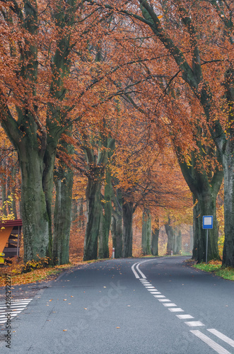 BUS STOP - Picturesque asphalt road between autumn beeches
