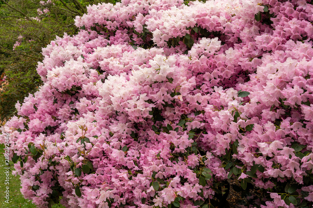 Rhododendrons flowers in pink color Rhododendrons flowers in pink color