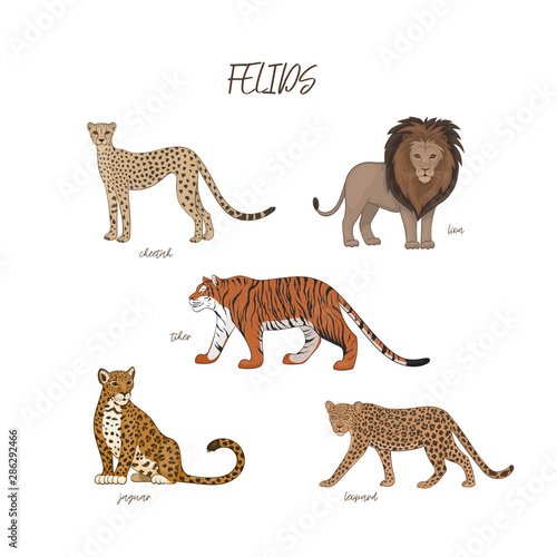 Vector illustration, set of cartoon cute felids. Cheetah, lion, tiger, jaguar, leopard