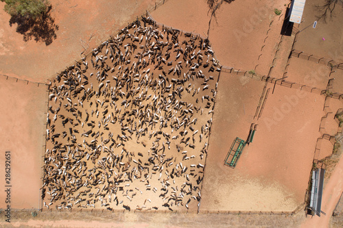 Photos aerial view of Goats in a paddock