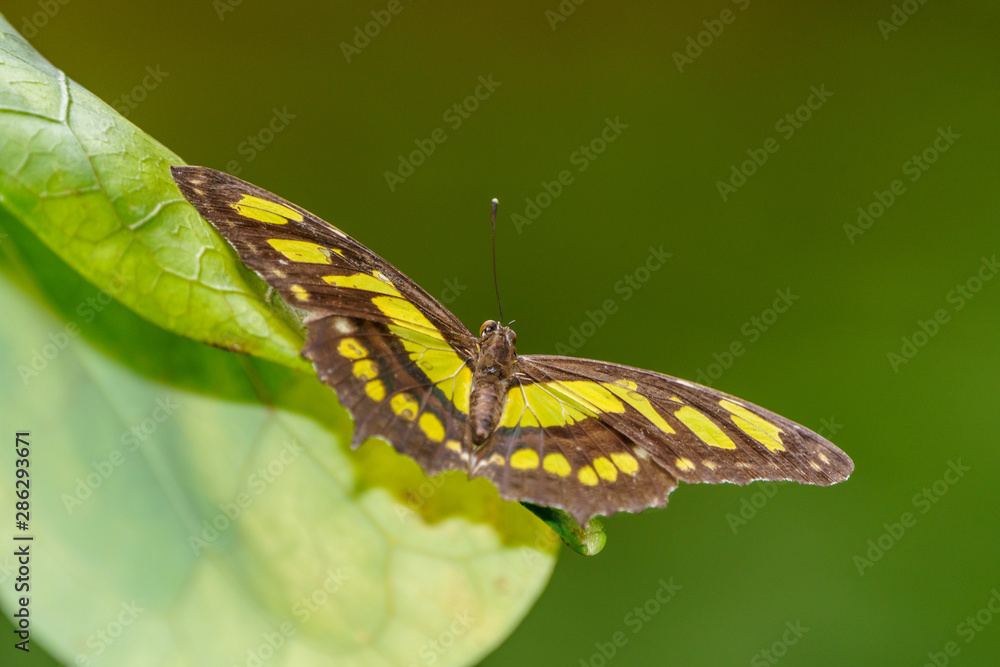 Naklejka premium Malachite (Siproeta stelenes), taken in Costa Rica