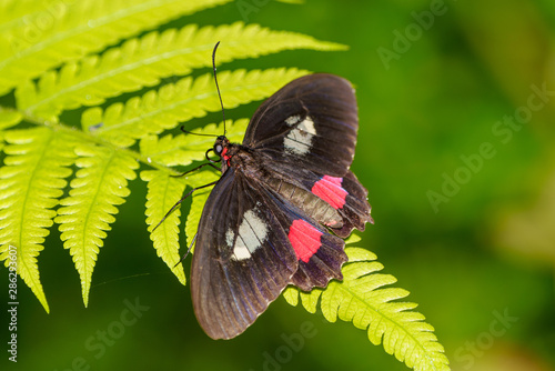 Pink Cattleheart butterfly (Parides iphidamas), Csota Rica photo