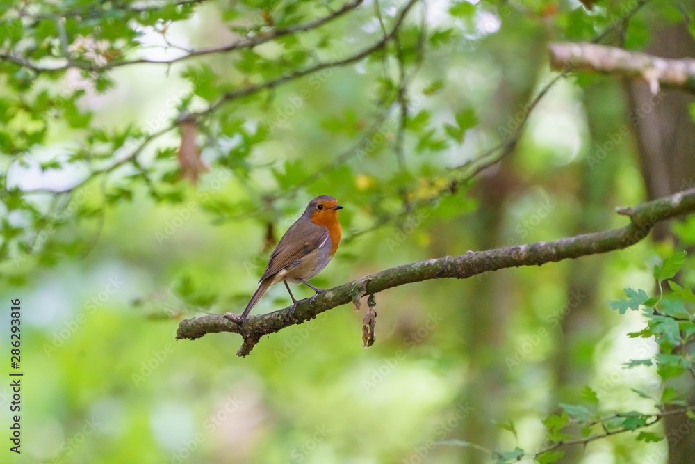 European Robin (Erithacus rubecula) perched on a tree branch, taken in the UK European Robin (Erithacus rubecula) perched on a tree branch, taken in the UK