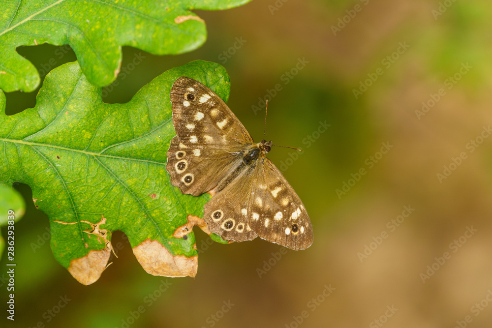 Obraz premium Speckled Wood Butterfly (Pararge aegeria), in the UK