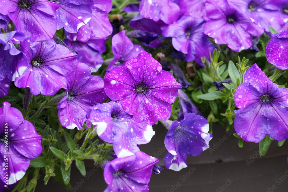 Beautiful Purple flowers sparkled with rain