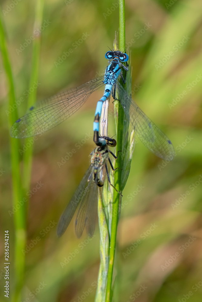 Common Blue Damselfly (Enallagma cyathigerum) in mating Common Blue Damselfly (Enallagma cyathigerum) in mating
