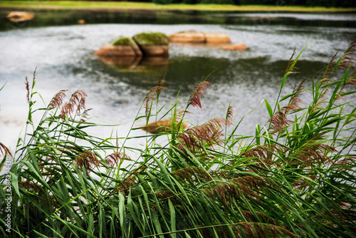 Fototapeta Naklejka Na Ścianę i Meble -  Over reeds on blurry boulders in pond.