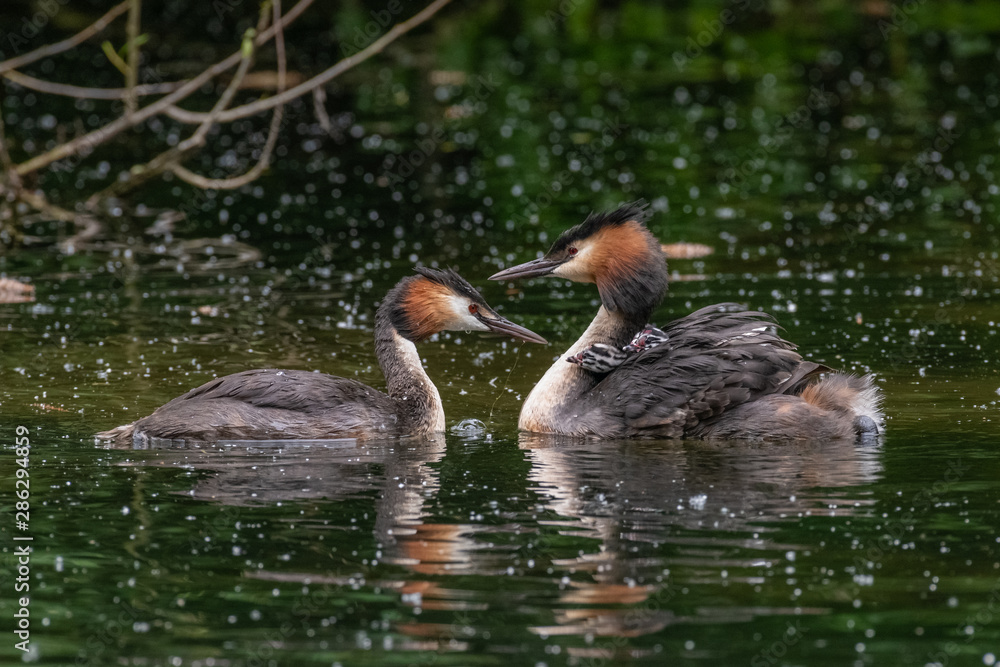 Great Crested Grebe (Podiceps cristatus) carrying a chick on its