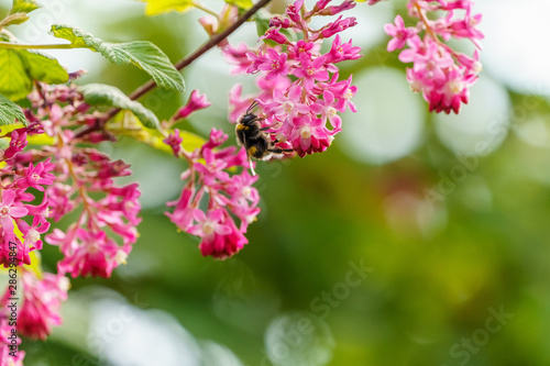 Buff-tailed bumblebee (Bombus terrestris), taken in the UK