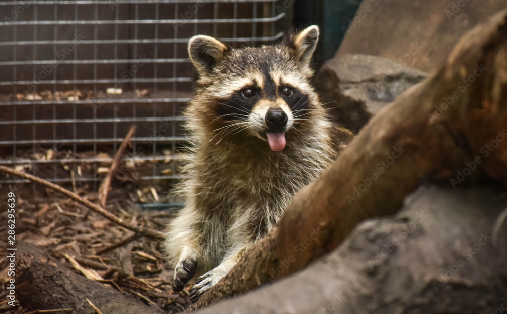 Obraz premium raccoon living in the Kiev zoo