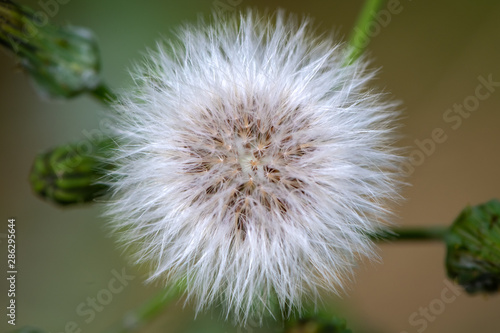 Dandelion seed head  Taraxacum officinale 