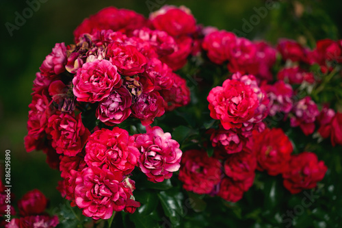 Fresh roses outdoors. Natural background  bunches of roses on a garden bush. A close-up of a bush of red roses in the city park