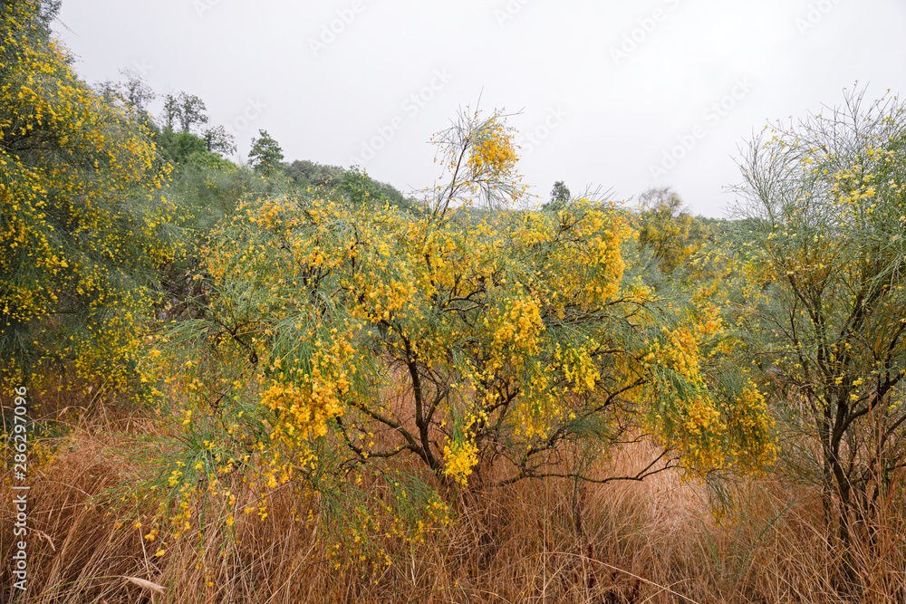 Panoramic view of flowering gorse on the Etna volcano, in Sicily, Italy. Panoramic view of flowering gorse on the Etna volcano, in Sicily, Italy.