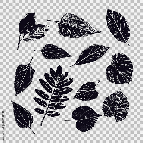 Set of leaves of different vegetation. Vector graphics with isolated objects.