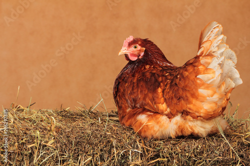 The chicken Lohmann Brown on haystack with brown background