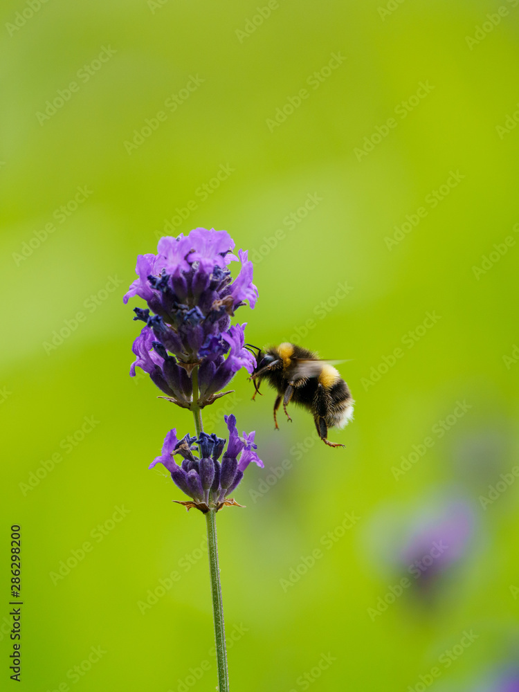Buff-tailed bumblebee (Bombus terrestris), taken in the UK Buff-tailed bumblebee (Bombus terrestris), taken in the UK