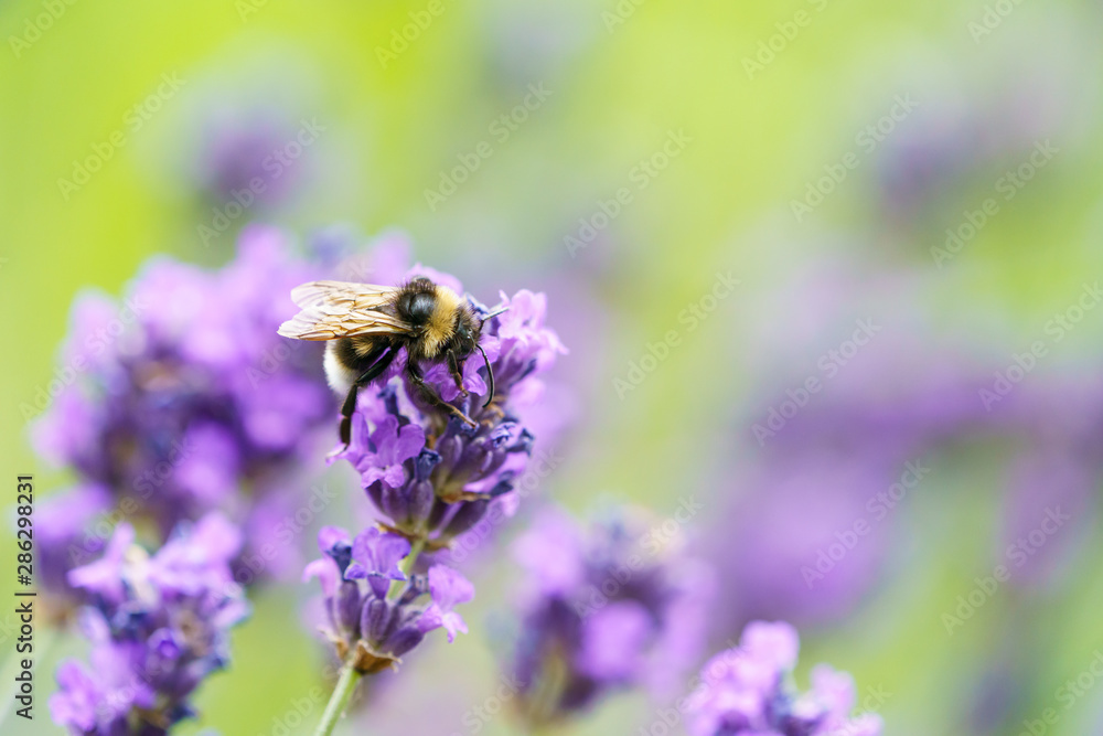 White-Tailed Bumblebee (Bombus lucorum), taken in the UK White-Tailed Bumblebee (Bombus lucorum), taken in the UK