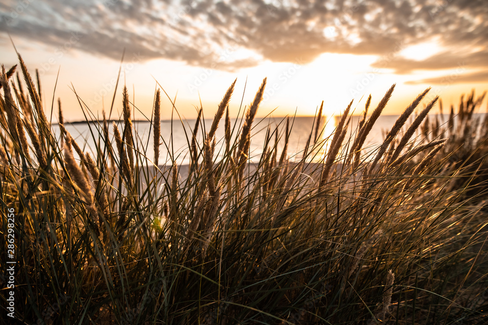 Fototapeta premium Close up off reed on Swedish beach during sunset