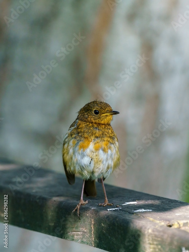 European Robin (Erithacus rubecula) moulting, perched on a fence, taken in the UK © Chris