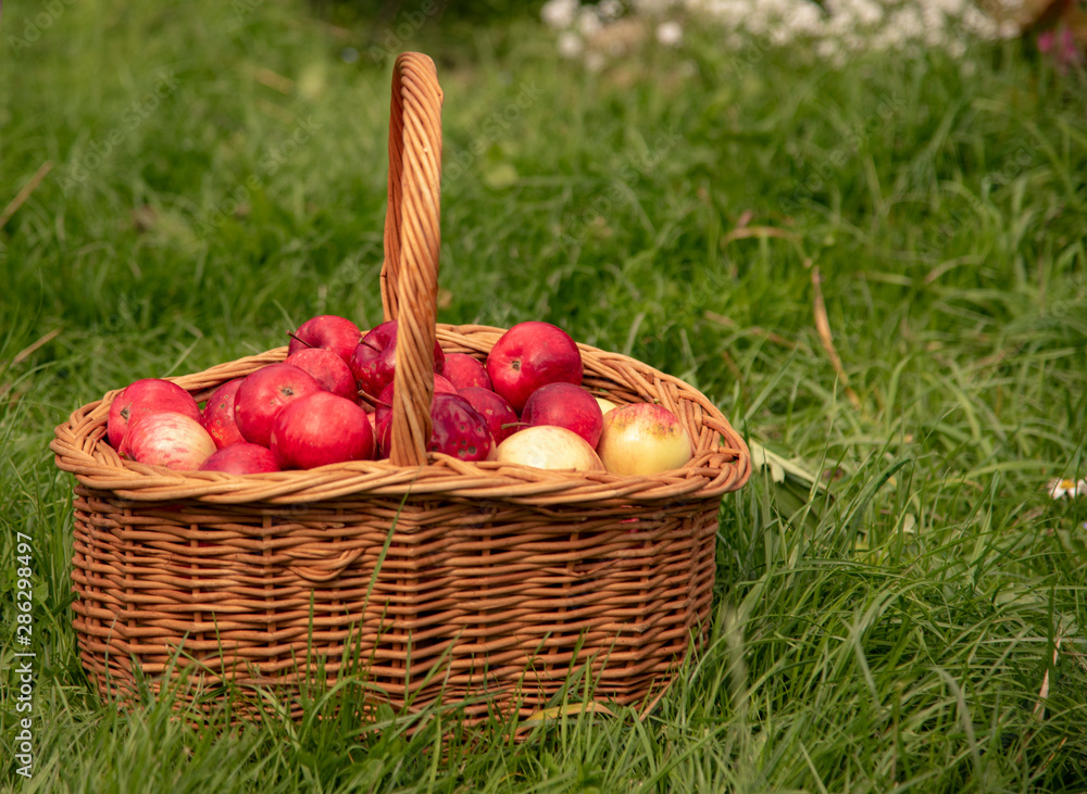 Organic Apples in a Basket outdoor, green grass . Organic Apples in a Basket outdoor, green grass .