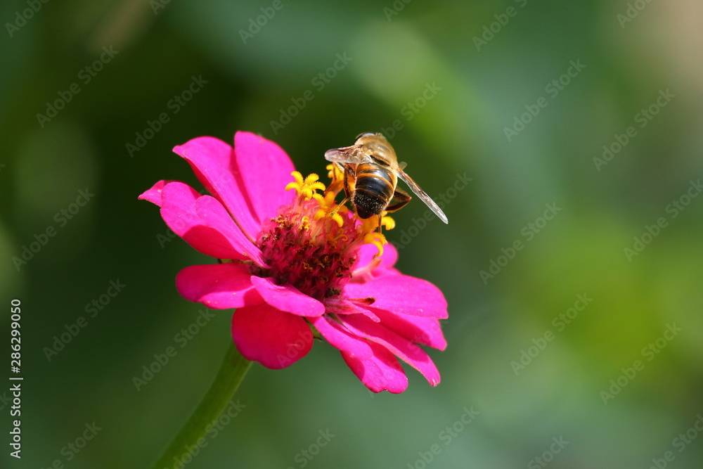 Bee on pink zinnia flower
