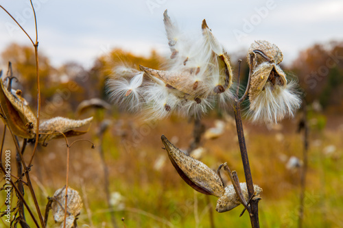 autumn view of milkweed seed pods at the US Arboretum in Washington DC photo