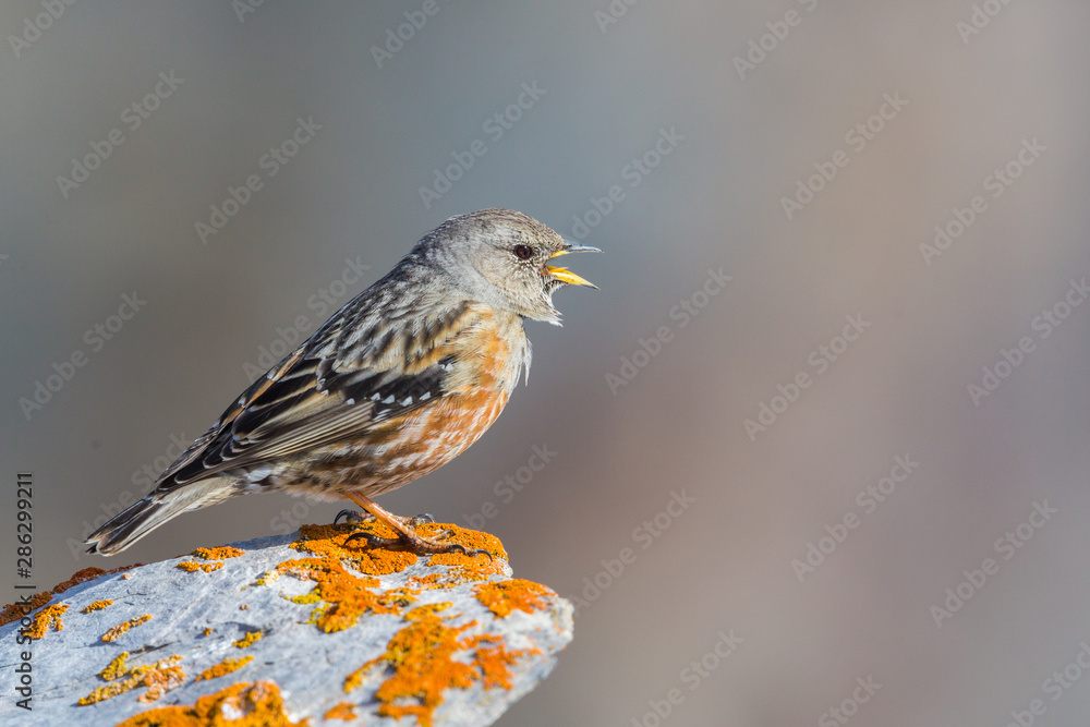 Fototapeta premium alpine accentor (prunella collaris) with open beak standing on rock