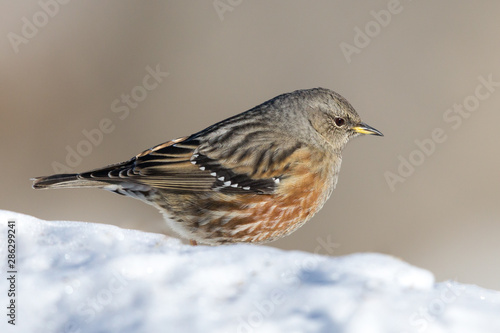 close-up alpine accentor (prunella collaris) standing on snow photo