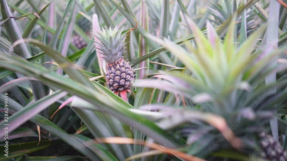 Pineapple plantation and close up in the farm Pineapple plantation and close up in the farm