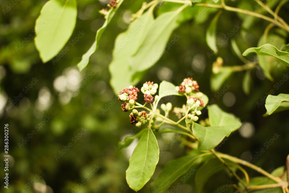 Santalum album plant flower closeup focus shot Santalum album plant flower closeup focus shot