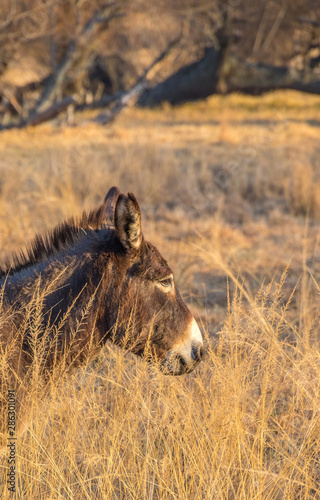 Portrait of a small brown donkey in golden winter grass image in vertical format with copy space