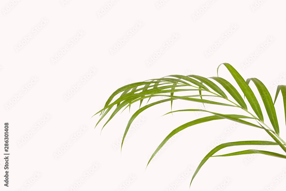 Obraz premium plant leaf over white background