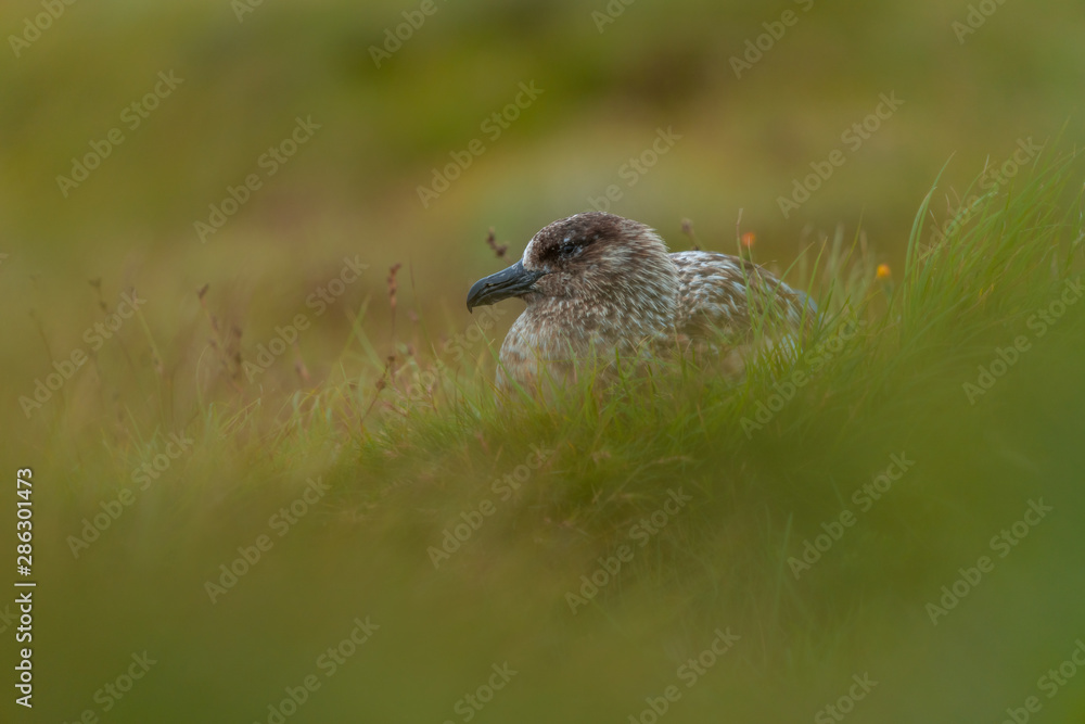 Fototapeta premium The great skua on Runde Island, Norway.