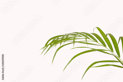 plant leaf over white background