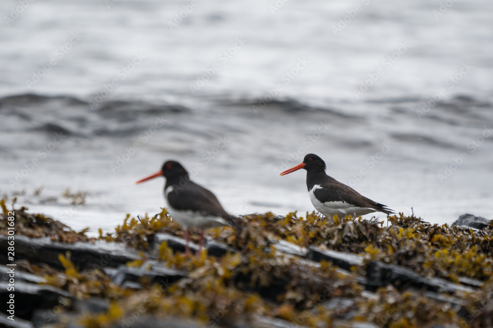 Oystercatcher on the shore of Runde island. Oystercatcher on the shore of Runde island.